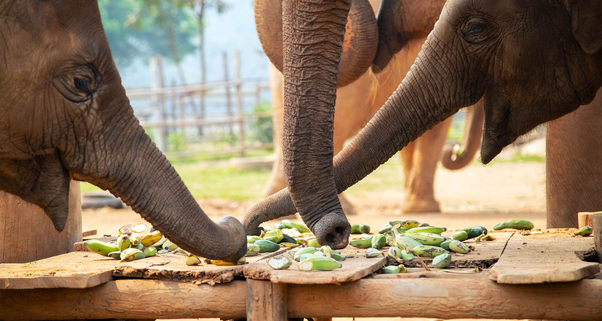 Elephants have tiny whiskers on their trunks that work like sensors