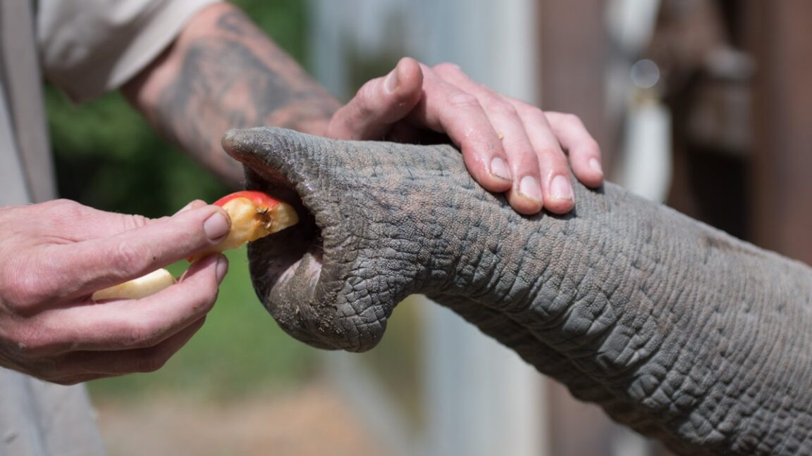 Photograph of a zookeeper feeling the unusual whiskers that cover an Asian elephant trunk.