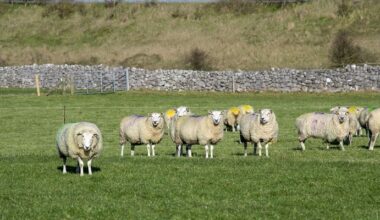 Management and Feeding of Ewes Pre-Lambing