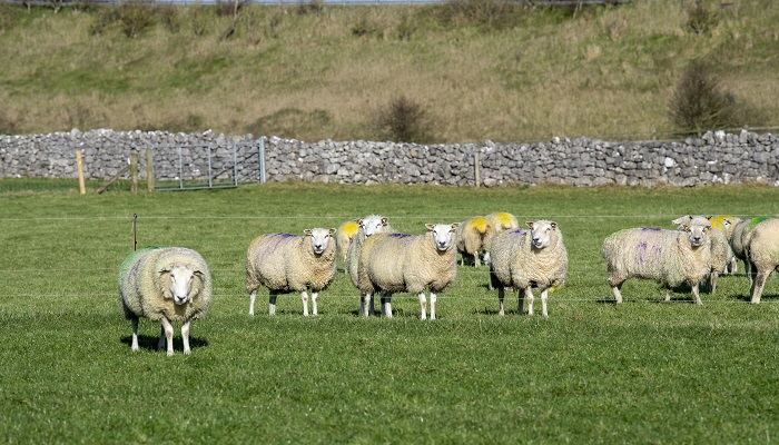 Management and Feeding of Ewes Pre-Lambing