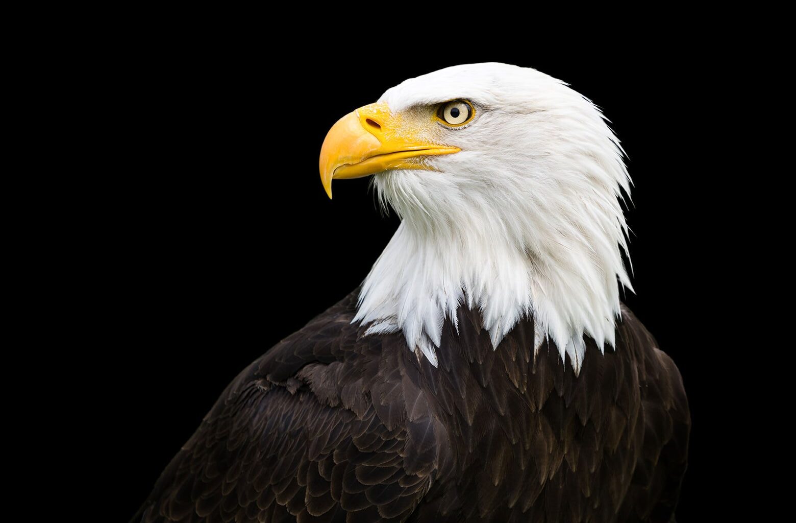 Bald eagles are uniquely American. Most of us have little idea what they're truly like.
