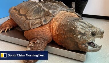 Call for tougher animal welfare laws after invasive turtle found in Hong Kong