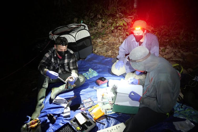 Three people wearing headlamps seated on the ground tagging bats at night.