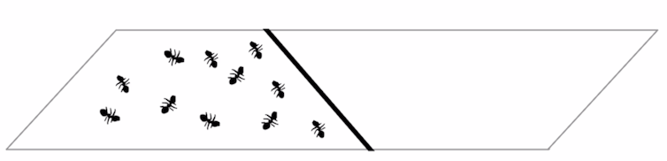 A line divides a plane, a colony of flat ants lives on one side of the line.