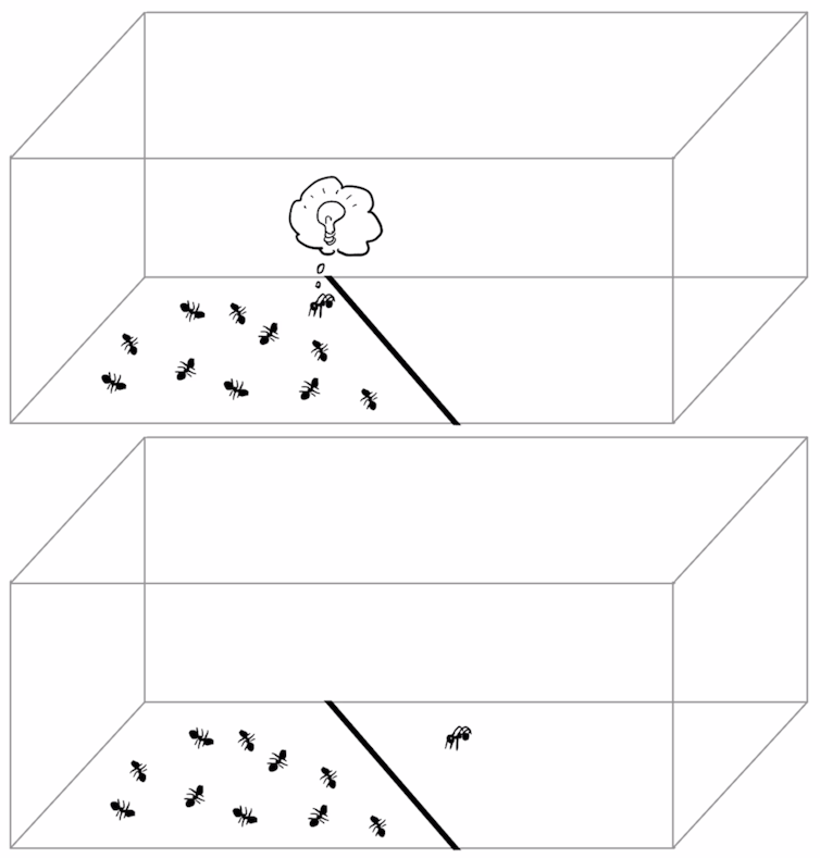 A plane is divided by a line. One ant from the colony of flat ants has become three-dimensional and crossed the line.