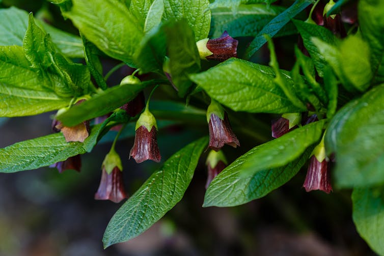 Dark purple bell shaped flowers hanging from shrub