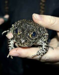 A medium sized spotted frog with golden eyes held up to a camera.