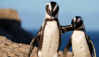 Can African penguins be brought back from the brink? Better designed no-fishing zones could help