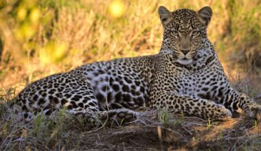 Leopards adapted to South Africa’s Cape so successfully that they’re genetically unique – study