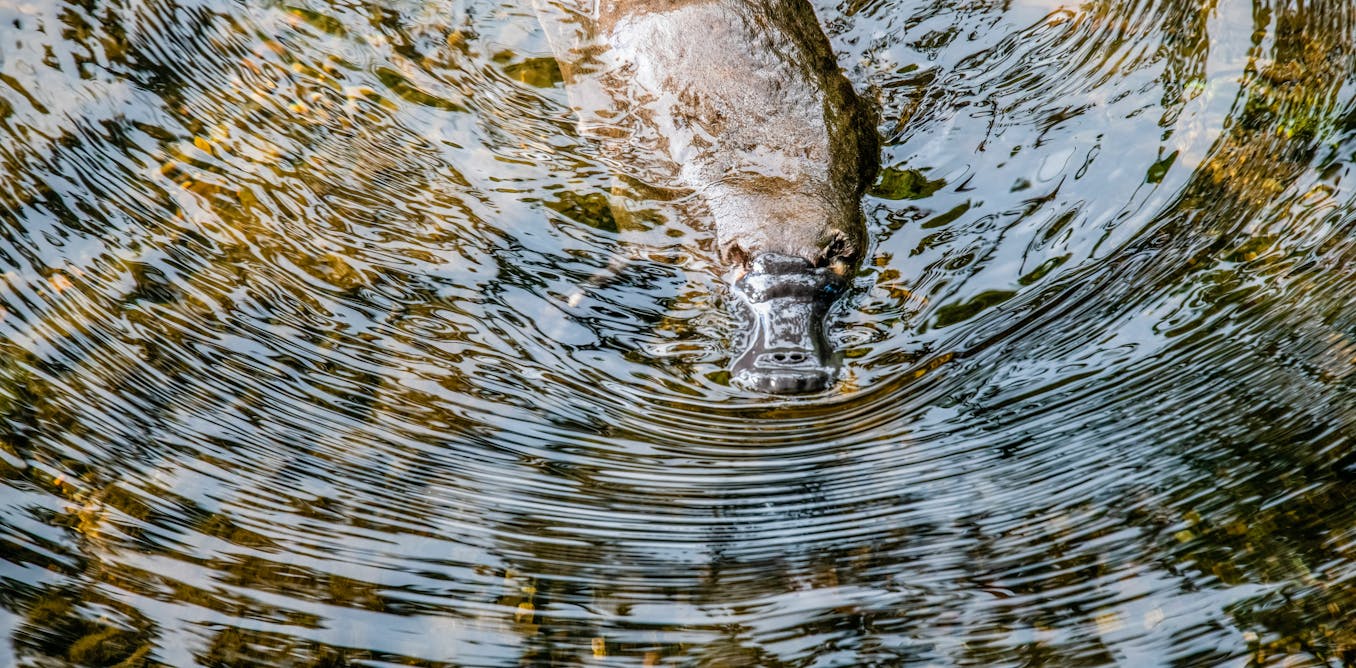 How ‘smart’ rainwater tanks can help keep platypus habitat healthy