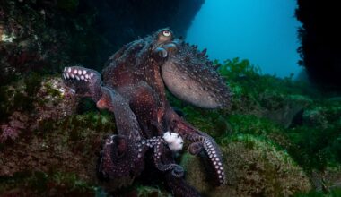 Beyond the beaches, Wellington’s catastrophic sewage spill could be bad news for coastal ecosystems