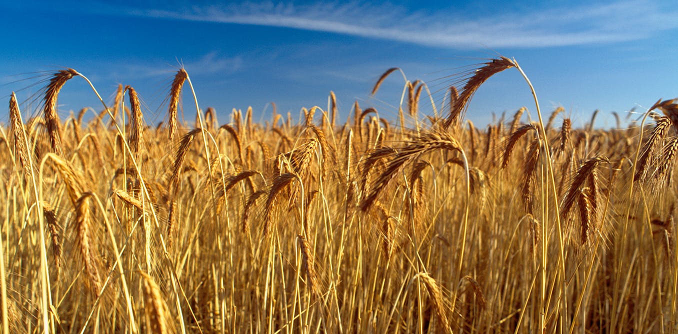 Intense heatwaves directly threaten crops and native species. Here’s what we can do