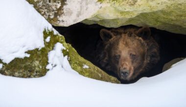Hibernating bears reveal clues to fighting muscle loss – new study