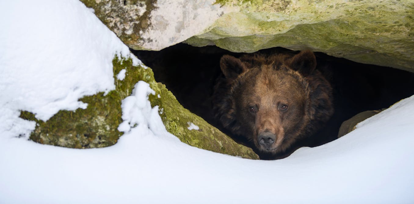 Hibernating bears reveal clues to fighting muscle loss – new study