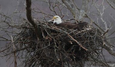 Bald eagle overlooking a five acre farm lake that evolved into a diverse wildlife sanctuary.
