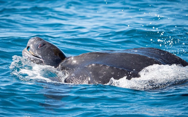 Five leatherback turtles gather off the Mount