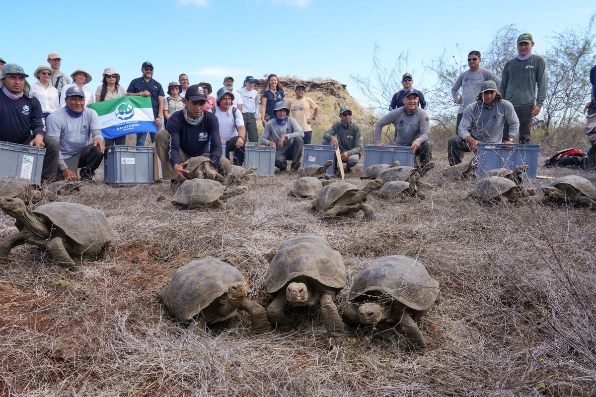 Release of Floreana tortoises on February 20.