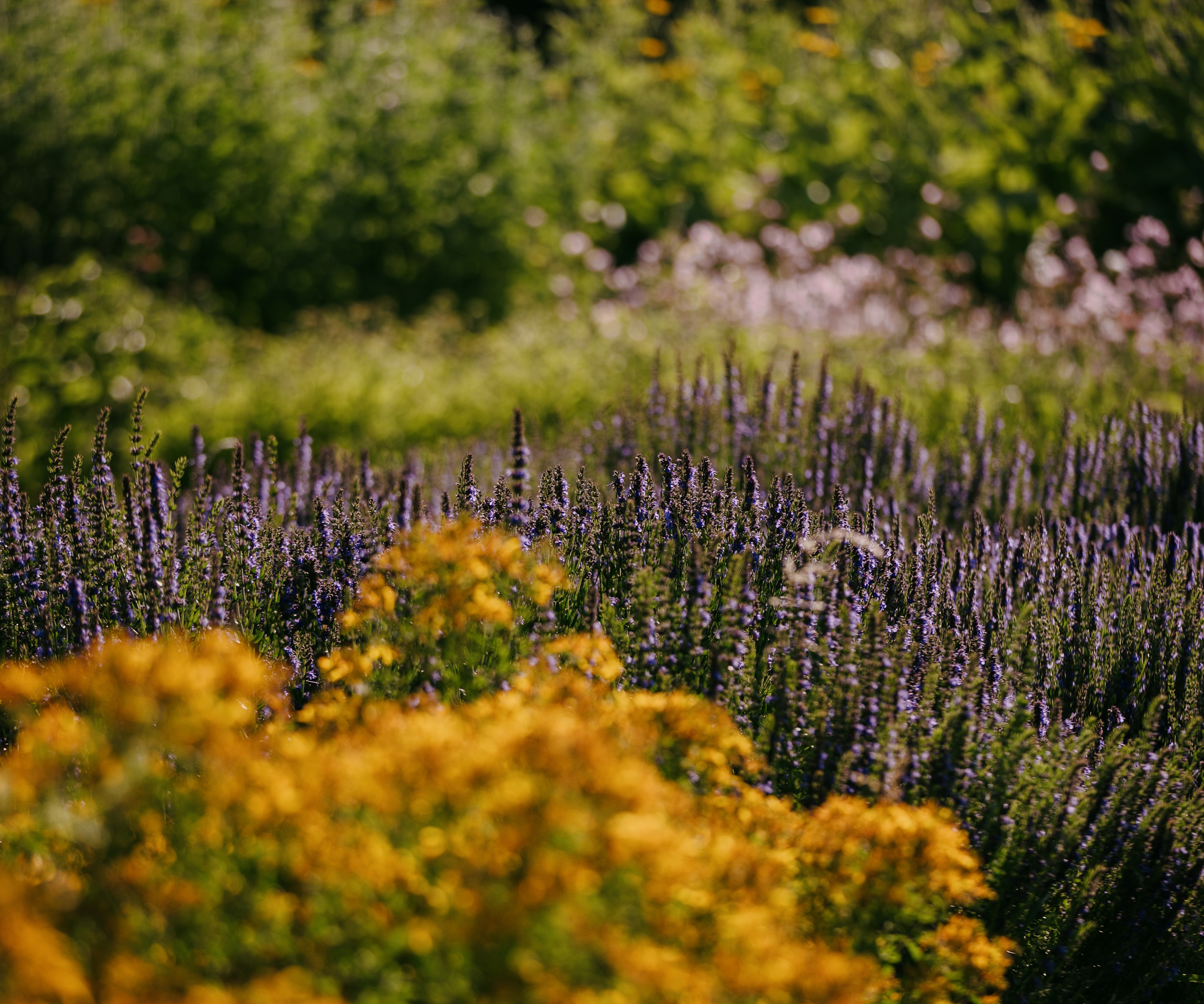 Perennials in bloom in the Dalmeny Walled Garden