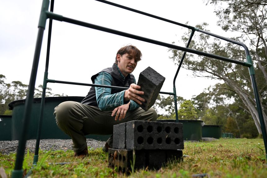 Macquarie University biologist Anthony Waddle, seen here, building 