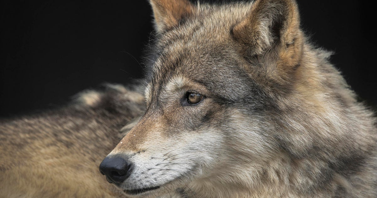 Lone wolf tracked near Truckee. Why experts say be cautious but not concerned.