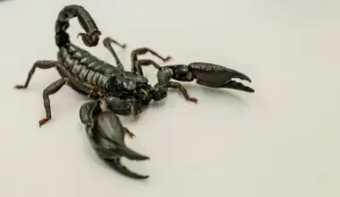 New map reveals where lethal scorpions are most likely to strike