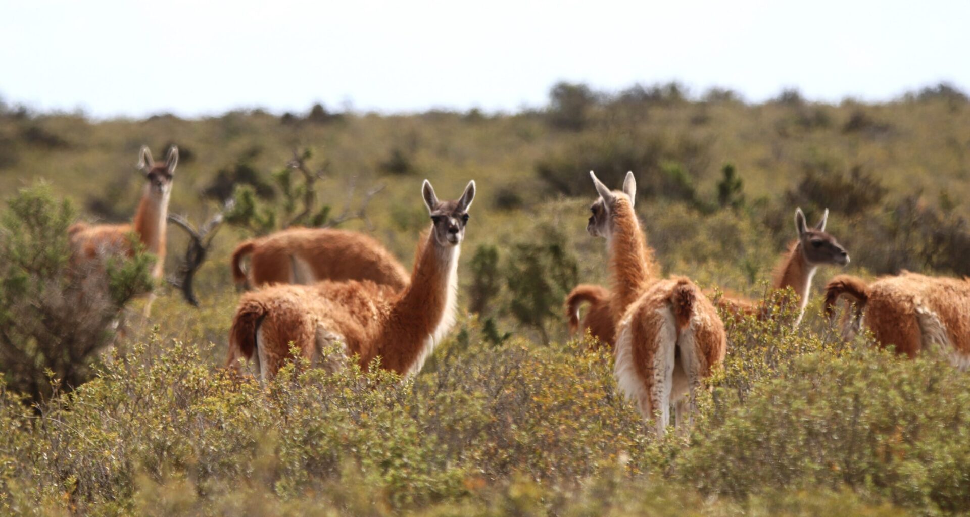 Guanacos’ return to Gran Chaco restirs debate around wildlife translocations