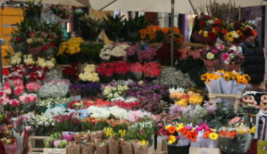 Are you going to celebrate St Valentine's Day? · TheJournal.ie