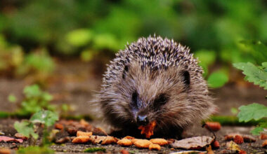There's a new campaign to save Ireland's 'gorgeous' hedgehogs after a steep decline in numbers - The Journal