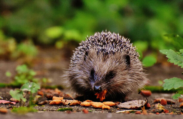 There's a new campaign to save Ireland's 'gorgeous' hedgehogs after a steep decline in numbers - The Journal