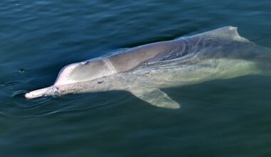 Science breakthrough as phone chemicals found in dolphin brains