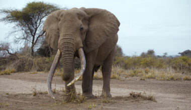 The hard work of elephant conservation is paying off