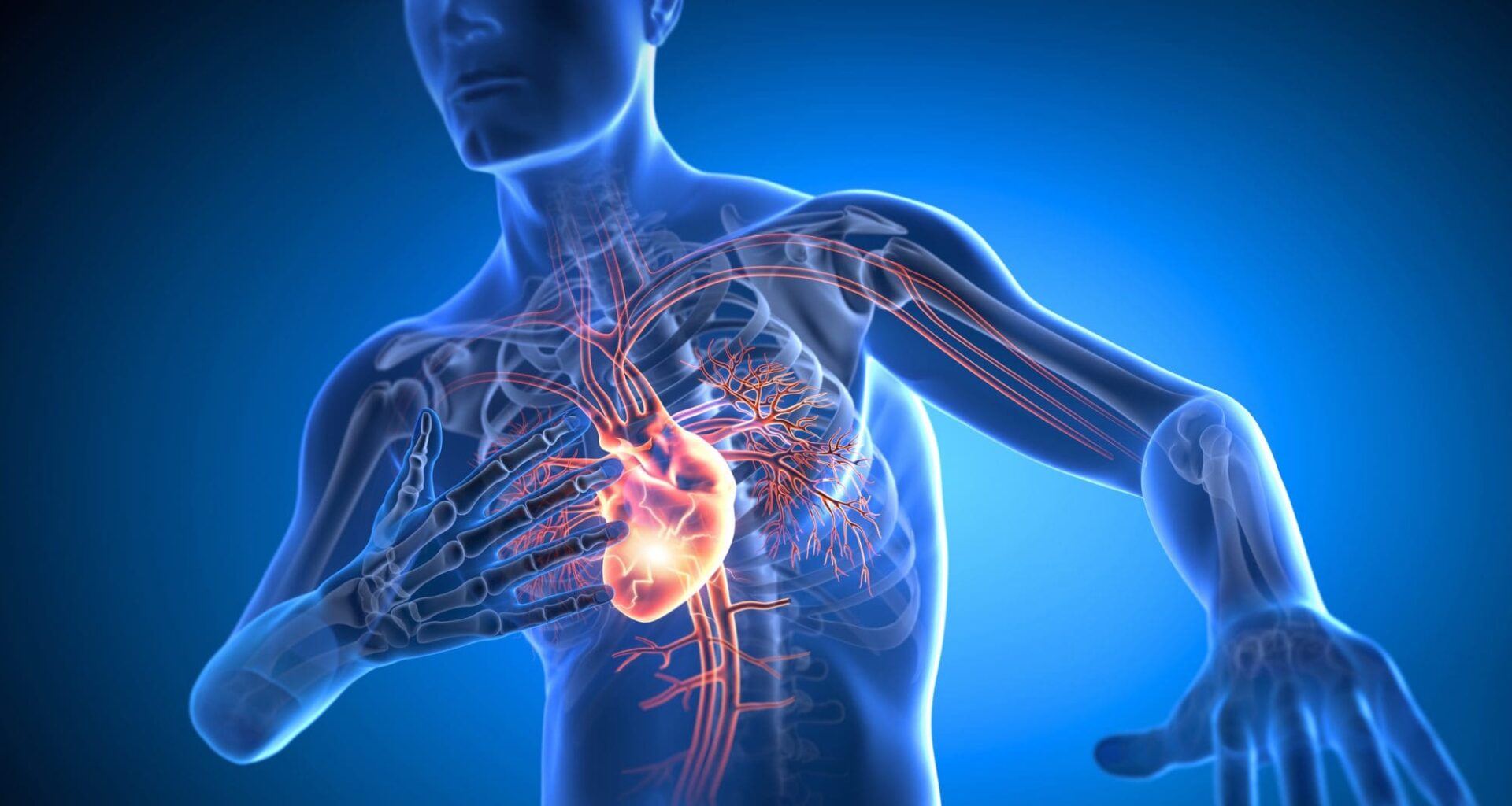 X-ray 3D illustration of man with chest pain with blue background - heart attack