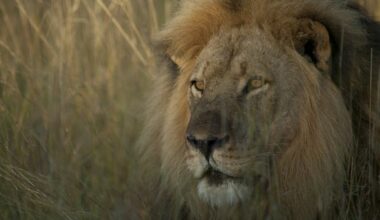 ‘Cecil: The Lion and the Dentist’ review: This engrossing, often hard to watch, documentary exposes the dark industry of trophy hunting