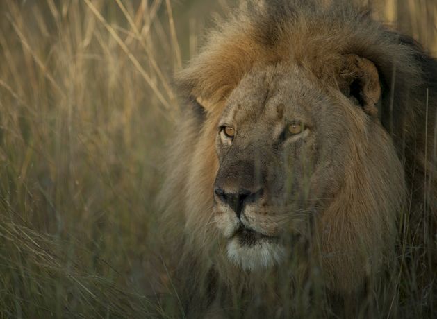 ‘Cecil: The Lion and the Dentist’ review: This engrossing, often hard to watch, documentary exposes the dark industry of trophy hunting