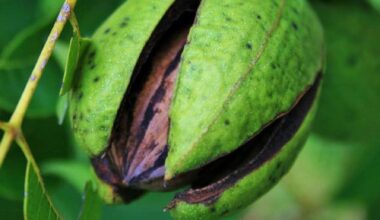 Pecans are a tree nut native to America with a rich content of unsaturated fatty acids, minerals, fiber, and a diverse array of bioactive components, including polyphenols, tocopherols, and phytosterols.