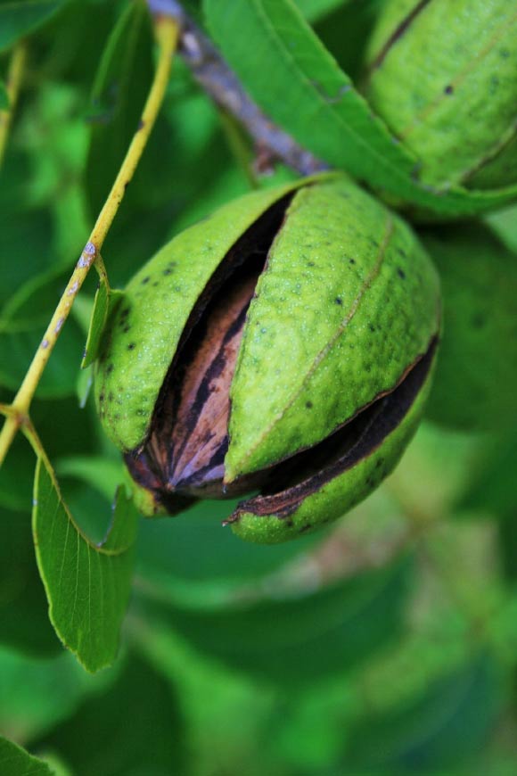 Pecans are a tree nut native to America with a rich content of unsaturated fatty acids, minerals, fiber, and a diverse array of bioactive components, including polyphenols, tocopherols, and phytosterols.