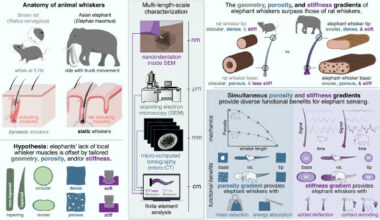 Schulz et al. examined the whiskers that cover Asian elephant (Elephas maximus) trunks and found that they are geometrically and mechanically tailored to facilitate tactile perception by encoding contact location in the amplitude and frequency of the vibrotactile signal felt at the whisker base. Image credit: Schulz et al., doi: 10.1126/science.adx8981.