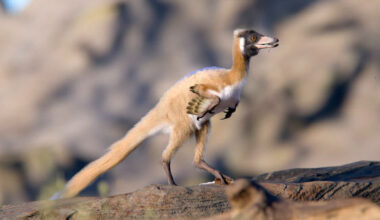 Alnashetri cerropoliciensis. Image credit: Gabriel Díaz Yantén, Universidad Nacional de Río Negro.