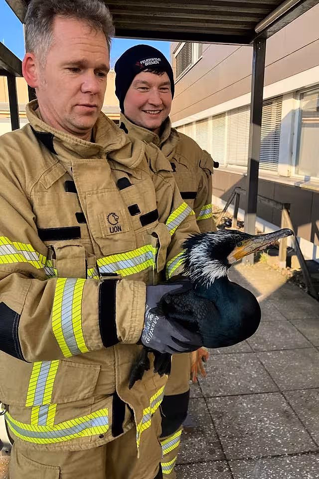 A firefighter holding an injured cormorant