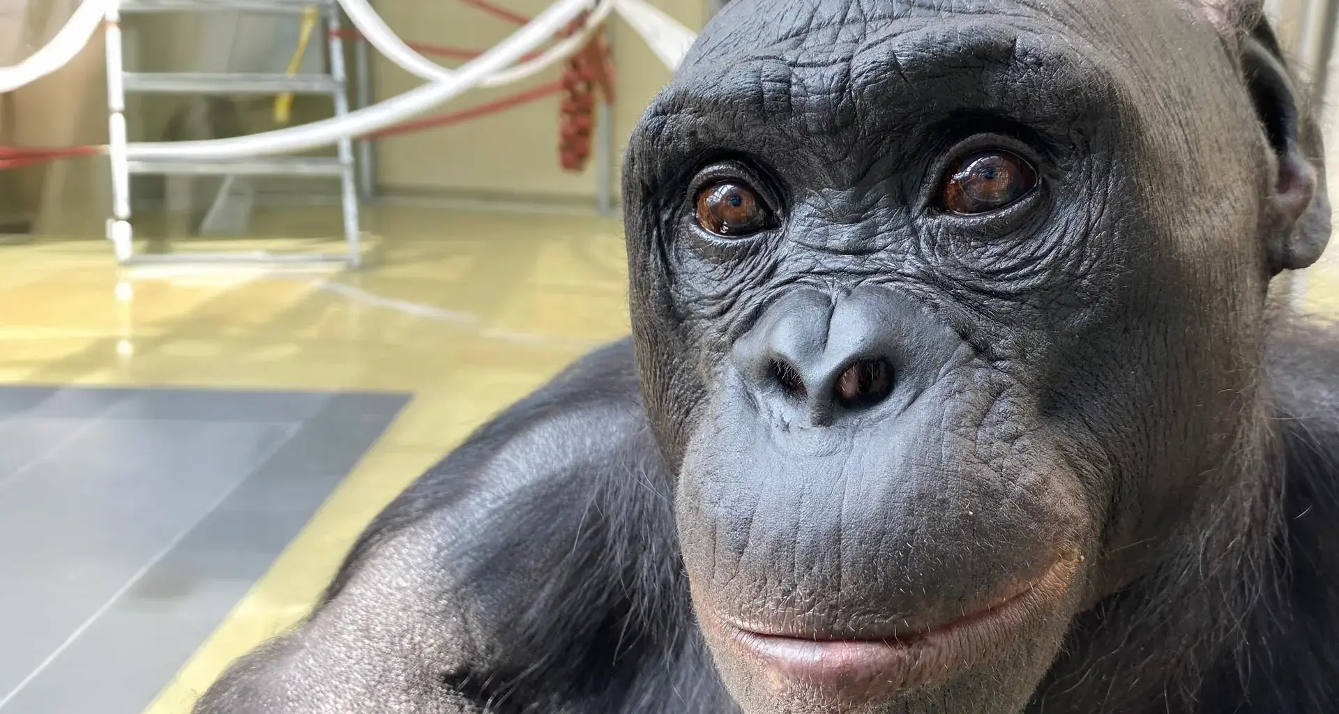 A bonobo’s pretend tea party is rewriting what we know about imagination