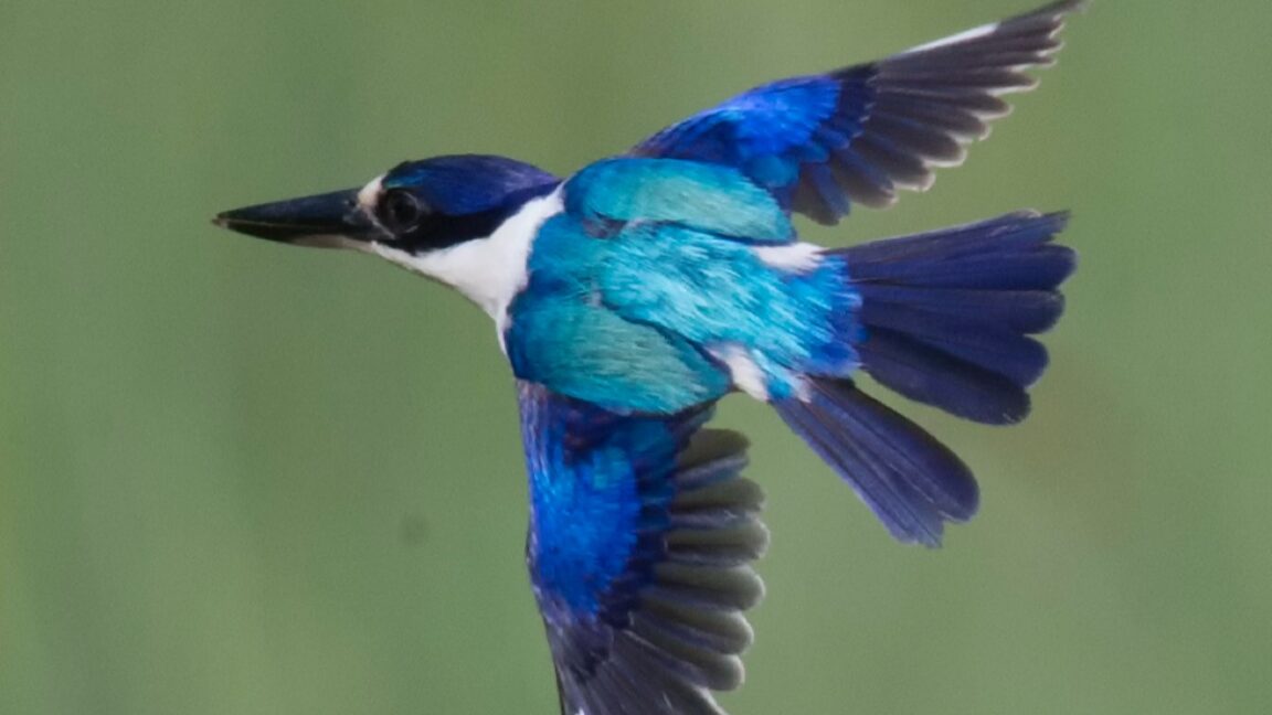 Forest kingfisher with bright blue plumage mid-flight in Queensland
