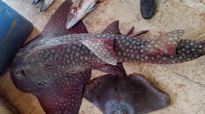 Critically endangered bowhead guitarfish caught in Gwadar East Bay