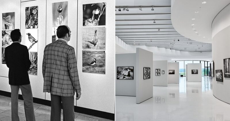 A split image showing two art galleries: the left side is black and white with two people viewing bird photographs on display; the right side is a modern gallery with photographs on white walls and no people present.