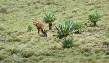wolf-ethiopia-