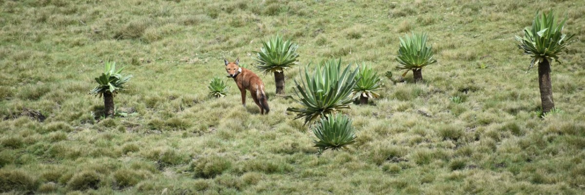 wolf-ethiopia-