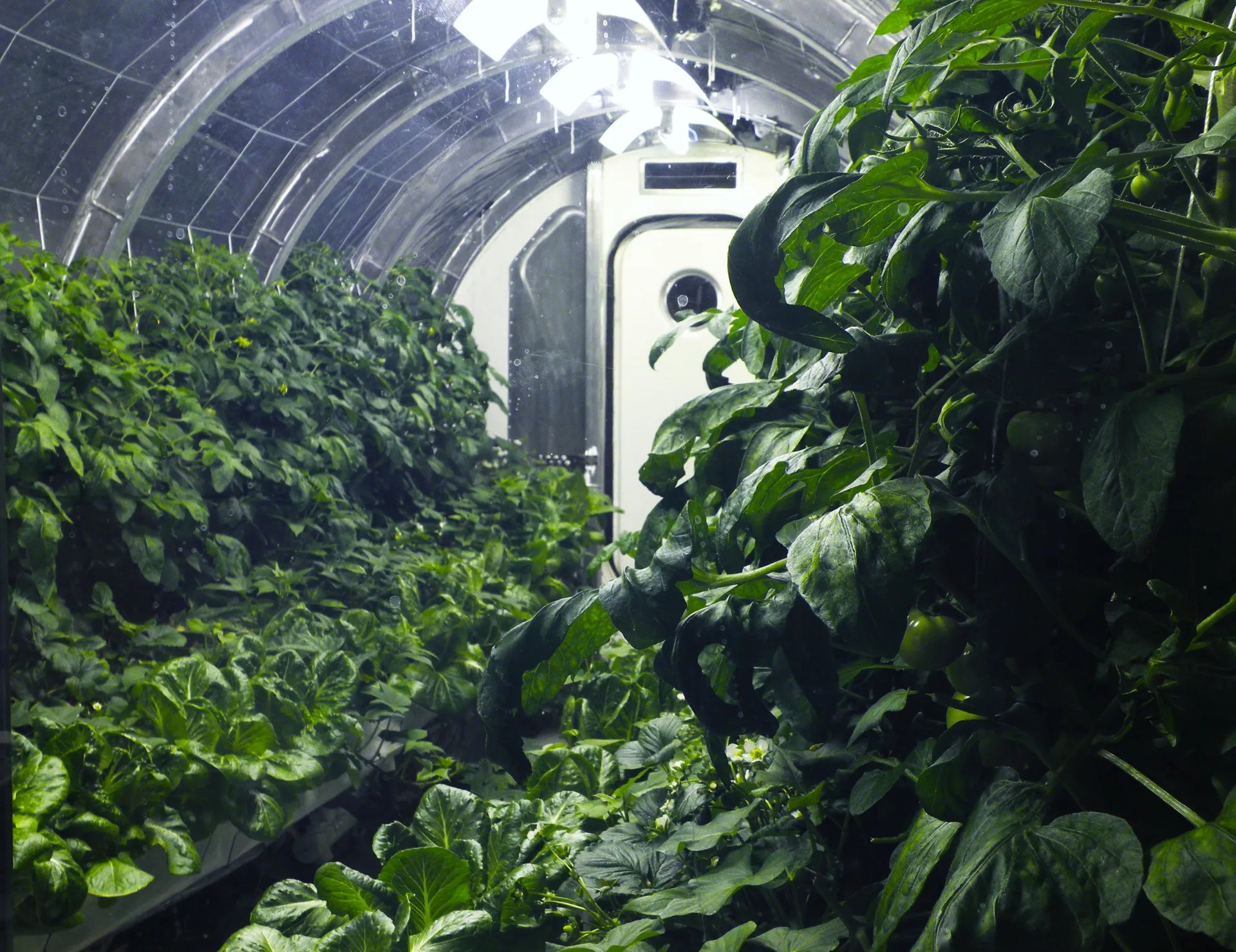 A simulated lunar greenhouse at NASA Kennedy Space Center is helping scientists solve the problem of growing food on the Moon, and ultimately Mars. Courtesy NASA.
