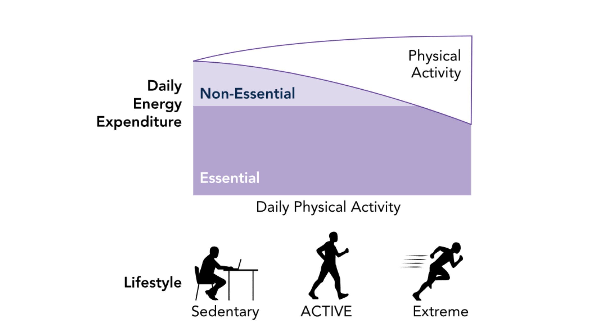 Too much exercise might interfere with essential bodily functions.