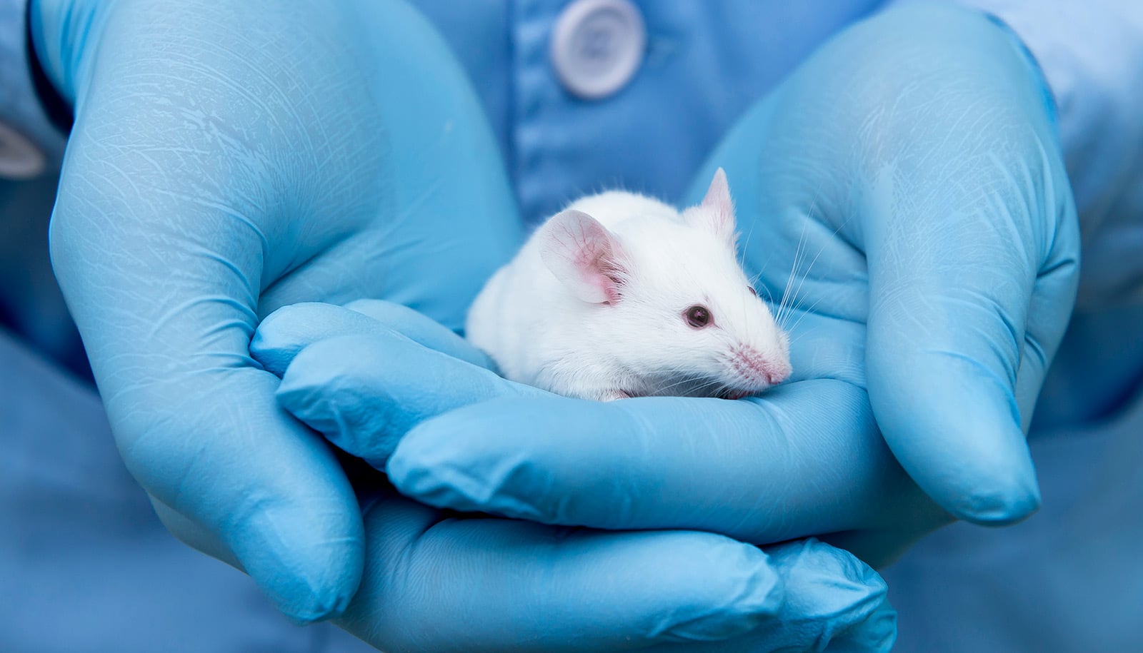 Gut bacteria protect mice against post-flu pneumonia