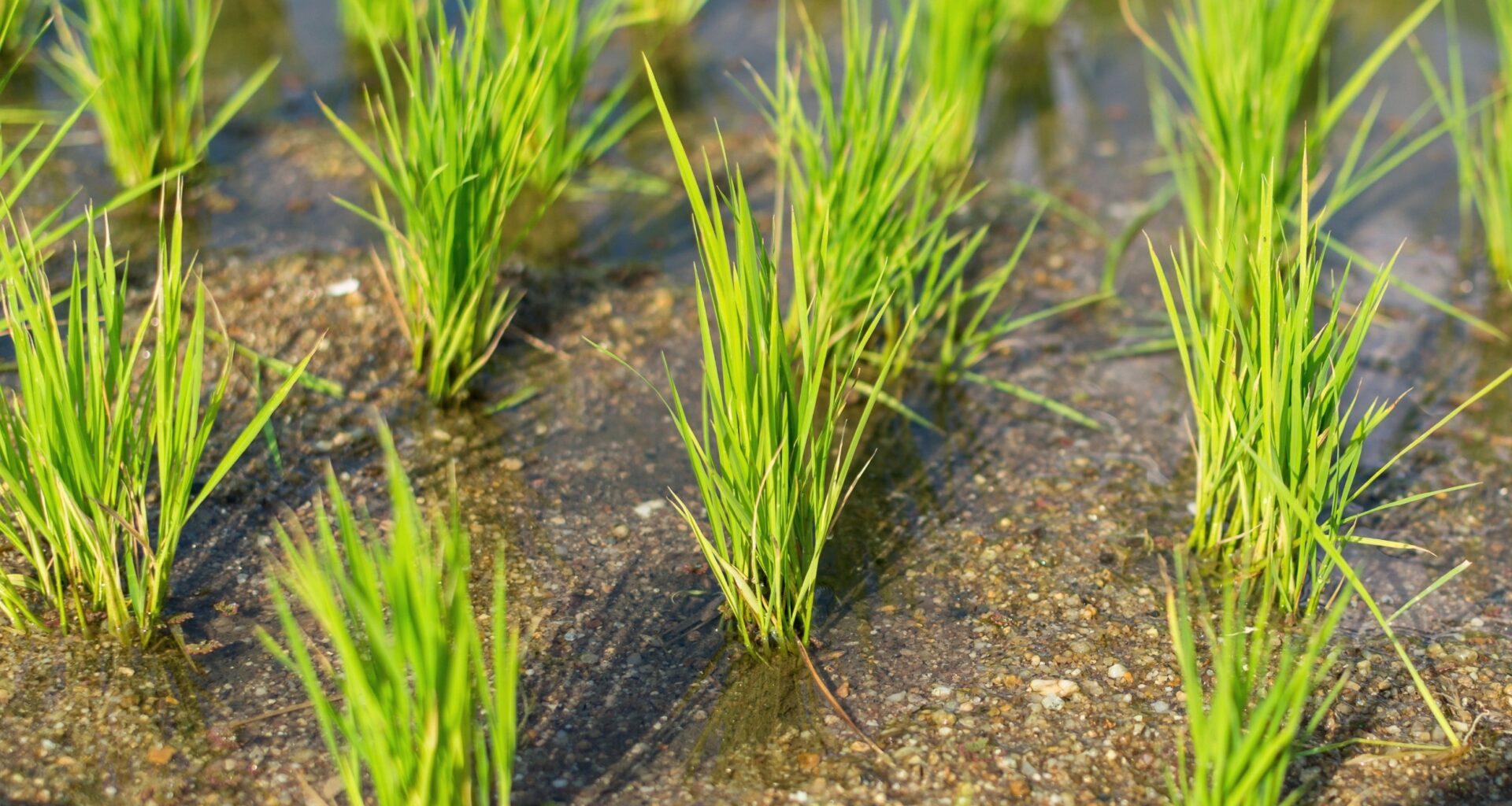 Soil microbes that run on electricity may recycle carbon dioxide