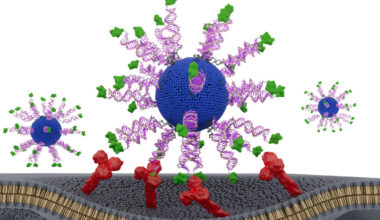 HPV cancer vaccine slows tumor growth, extends survival in preclinical model